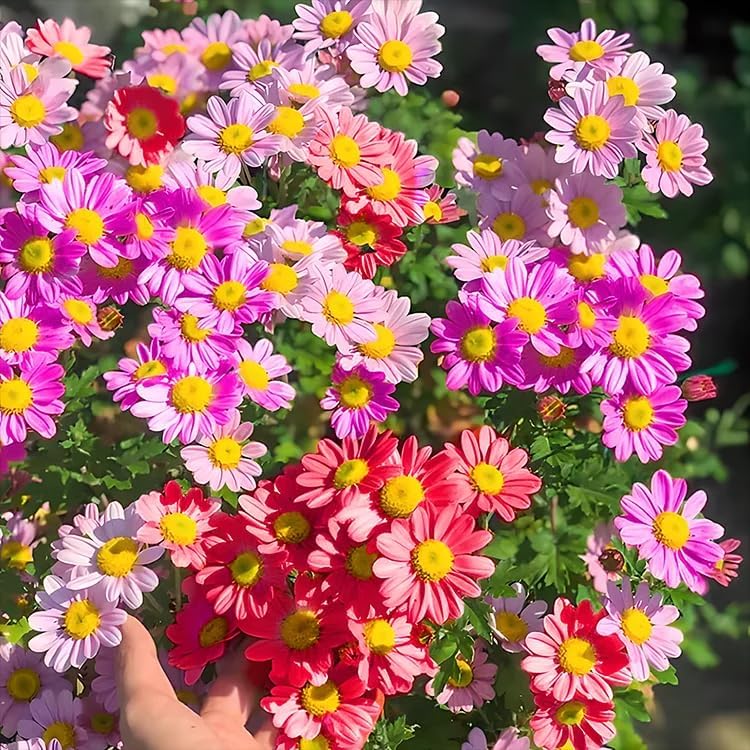 Pest Killer:500 Seeds Pyrethrum Daisy Mixed Flower Seeds