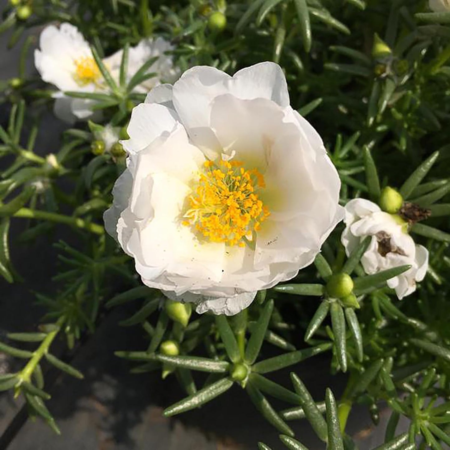 100 Seeds White Portulaca Grandiflora Seeds