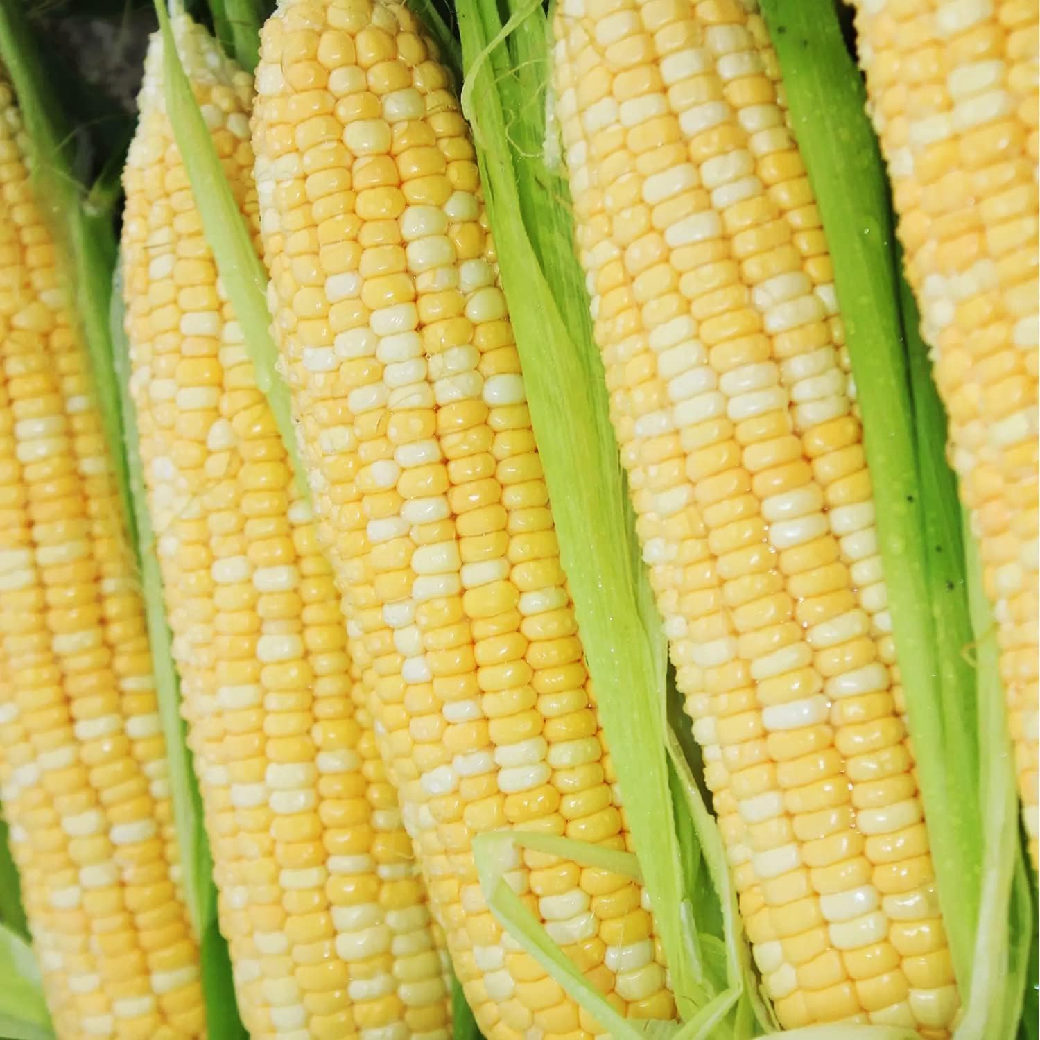 500 Seeds Sweet Corn  GMO-Free Seeds