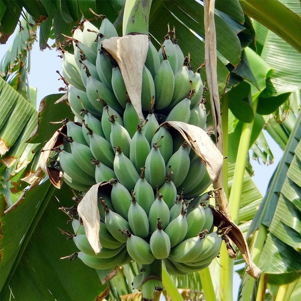 100 Seeds Banana Tree Seed