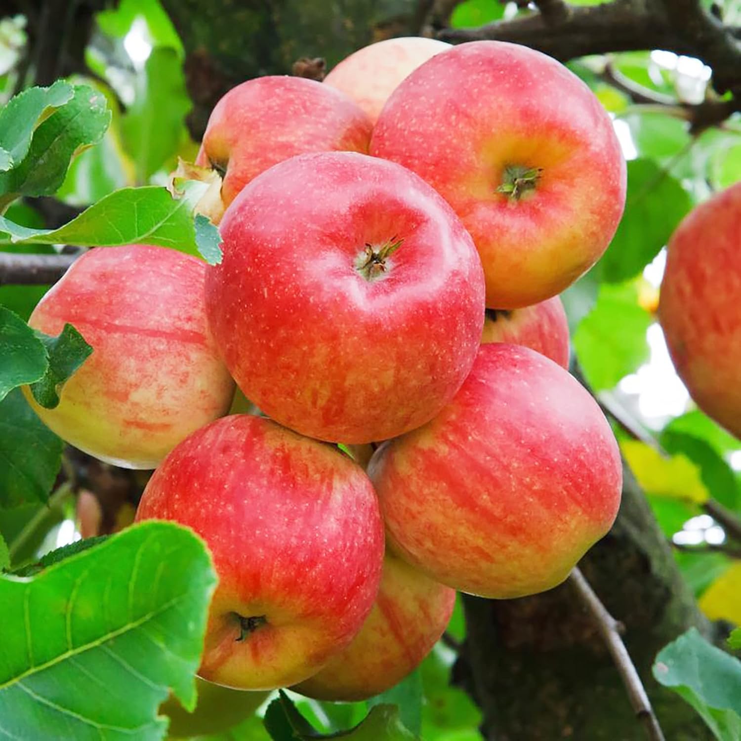 20 Seeds Fuji Apple GMO Free Seeds