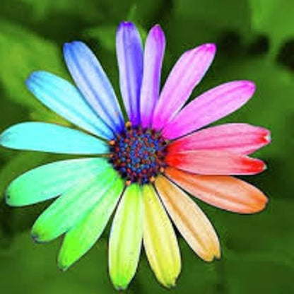 30 Seeds Rainbow Osteospermum Mix Color Seeds