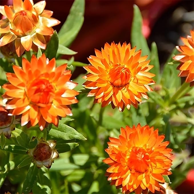 100 Seeds Mixed Strawflower Everlasting Paper Daisy Seeds