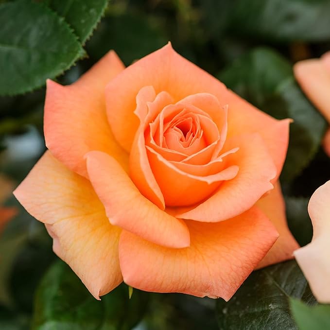 Orange Rose 100 Seeds Grows Climbing Rose Flower Easy Plant