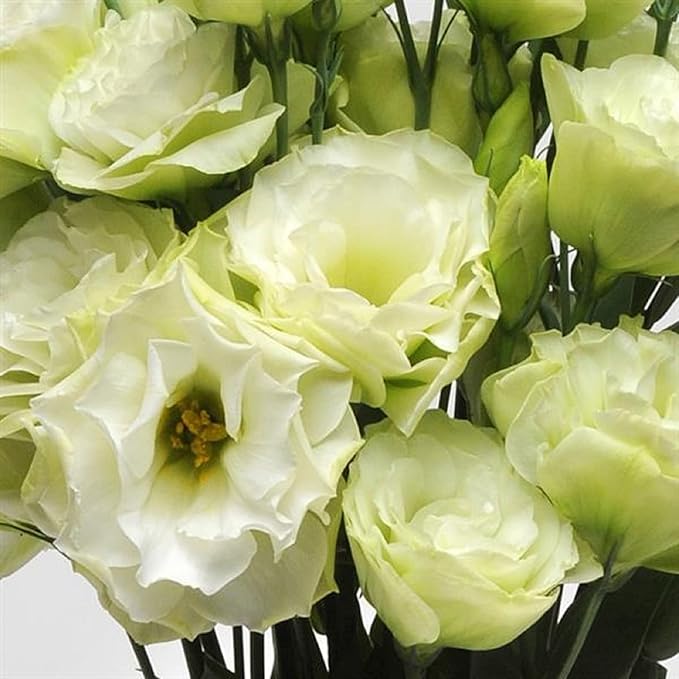 100 Seeds Light Green Eustoma Flower Seed