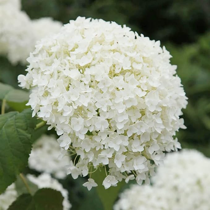 50 Seeds Hydrangea White Hortensia Seeds