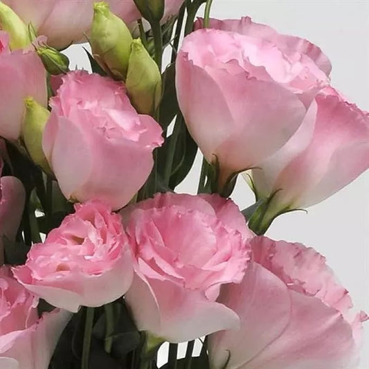 100 Seeds Light Pink Eustoma Flower Seed