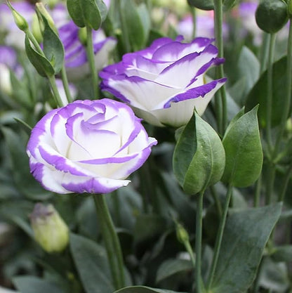 100 Seeds White Purple Lisianthus Eustoma Seed