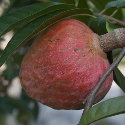 10 Seeds Custard Apple Seeds