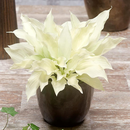 200 Seeds White Feather Hosta