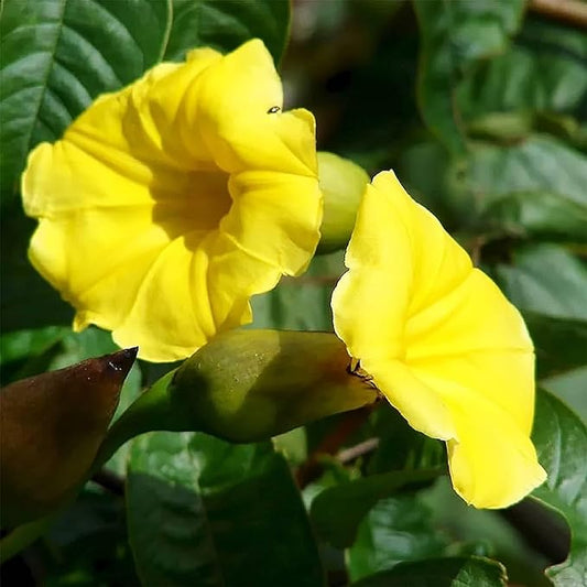 100 Seeds Yellow Morning Glory Seeds