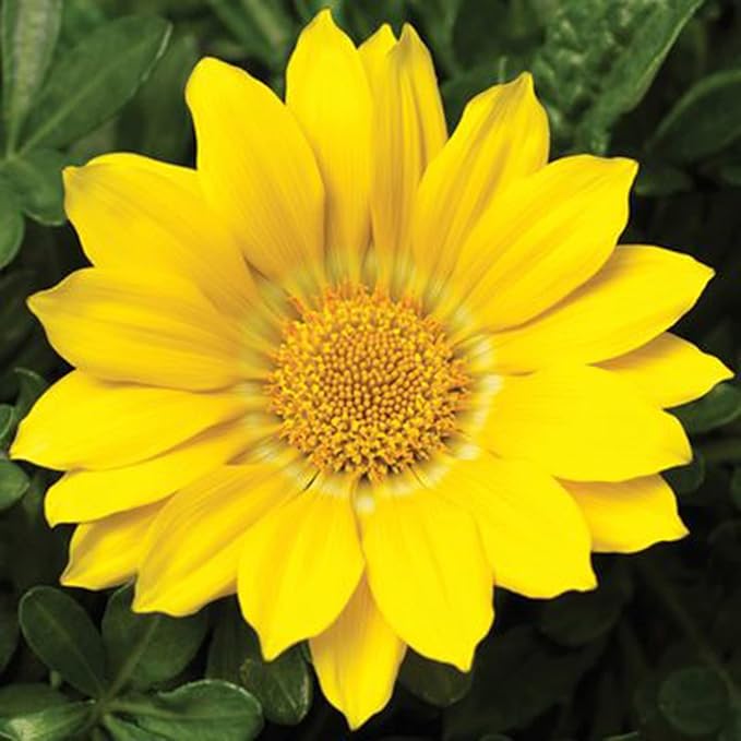 100 Seeds Yellow Gazania Treasure Flower African Daisy Seeds