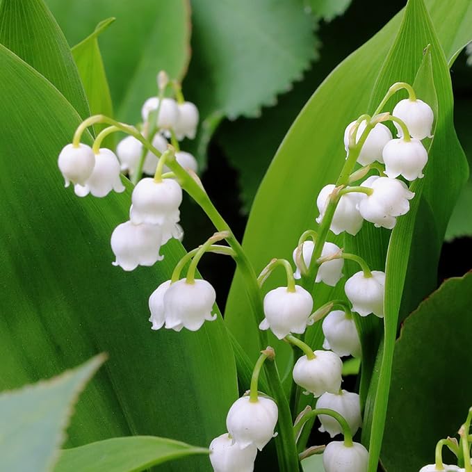 50 Seeds White Convallaria Majalis Seed