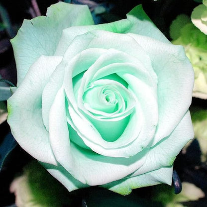 200 Seeds Sea Green Roses Rose Bush Seed