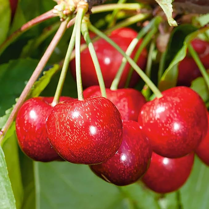 100 Seeds Cherry Tree Seeds