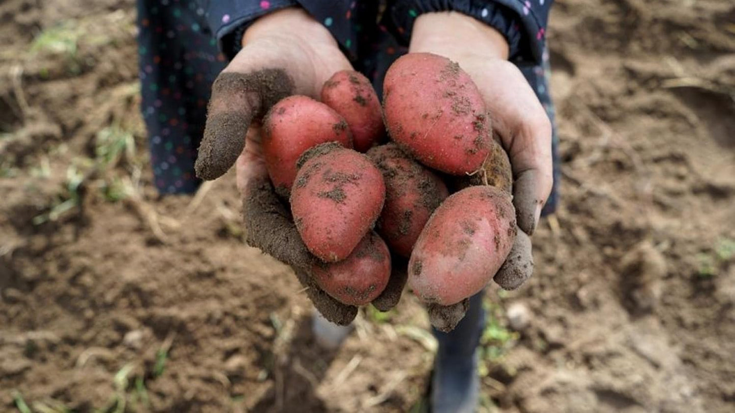 70 Seeds Red Potato Seeds