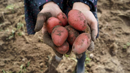 70 Seeds Red Potato Seeds