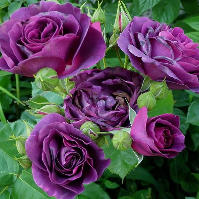 10 Seeds Purple Climbing Roses Seeds