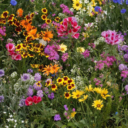 1 Once Seeds Ireland Wildflowers Mix Colorful Flowers Seeds Mix