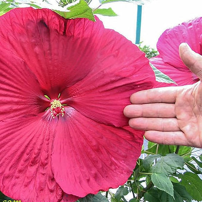 100 Seeds Giant Hibiscus Seeds