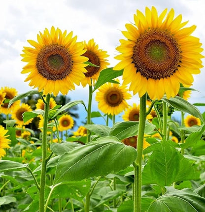 50 Seeds GIANT TITAN Sunflower seeds