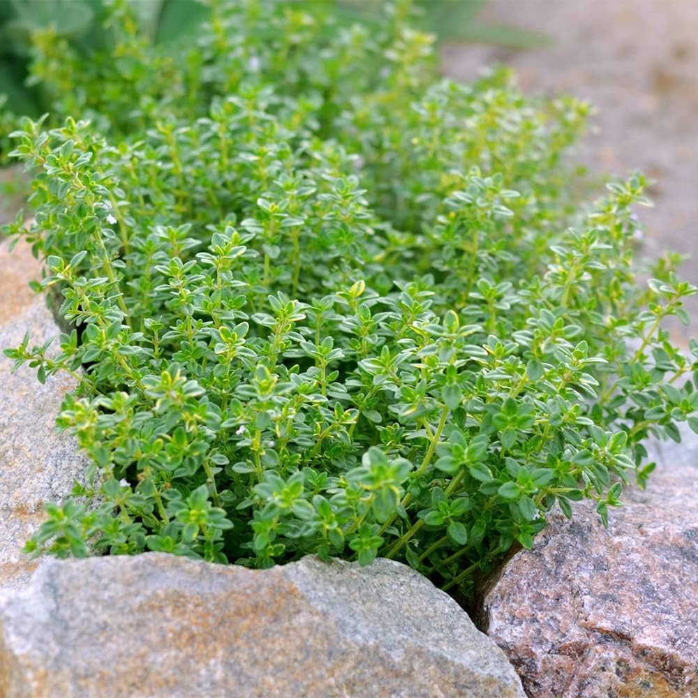 1000 Seeds Lemon Thyme Seeds