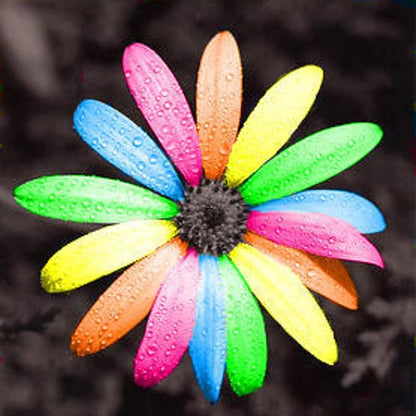 30 Seeds Rainbow Osteospermum Mix Color Seeds