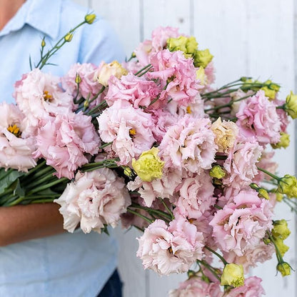 100 Seeds Light Pink Eustoma Flower Seed