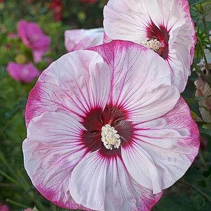 100 Seeds Giant Hibiscus Seeds