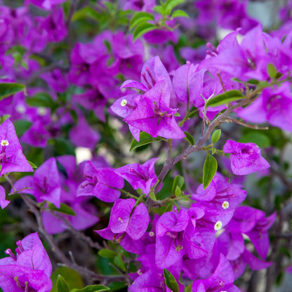 Multicolor Bougainvillea Seeds