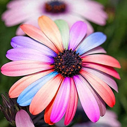 30 Seeds Rainbow Osteospermum Mix Color Seeds