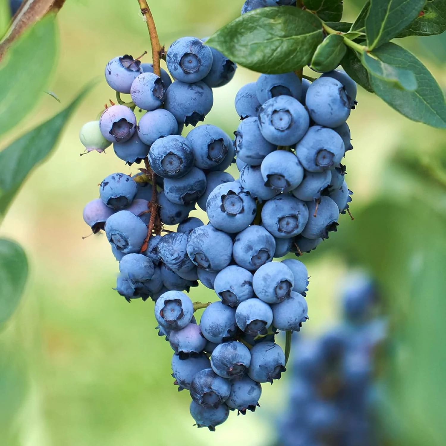 50 Seeds Blueberry GMO Free Seeds