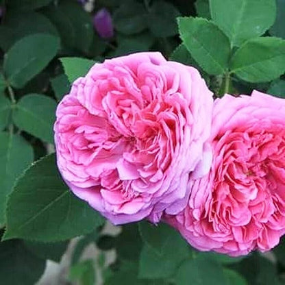 15 Seeds Angelina Damask Rose Seed