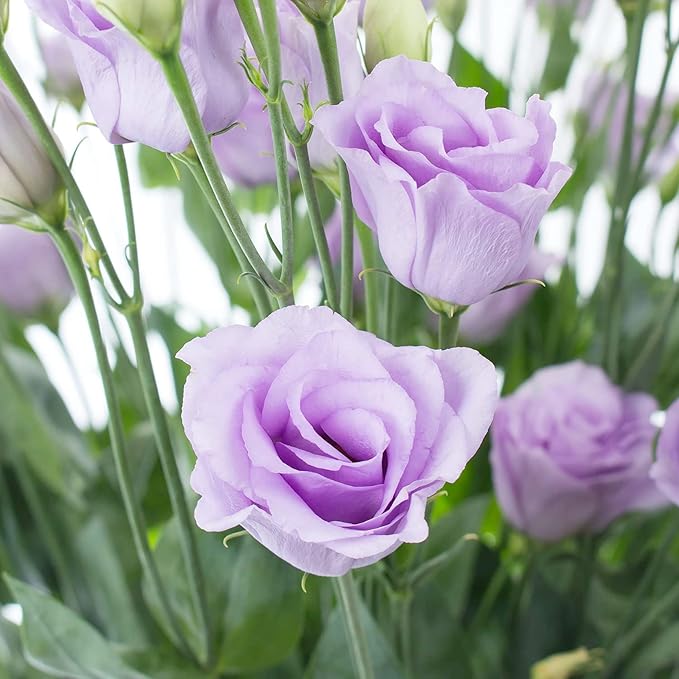 100 Seeds Lisianthus Seeds Eustoma, Prairie Gentian Cut Flowers Attracts