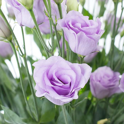 100 Seeds Lisianthus Seeds Eustoma, Prairie Gentian Cut Flowers Attracts