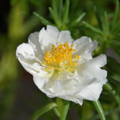 100 Seeds White Portulaca Grandiflora Seeds