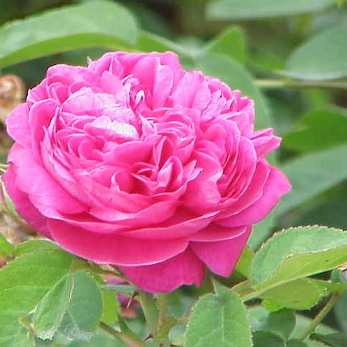 15 Seeds Angelina Damask Rose Seed