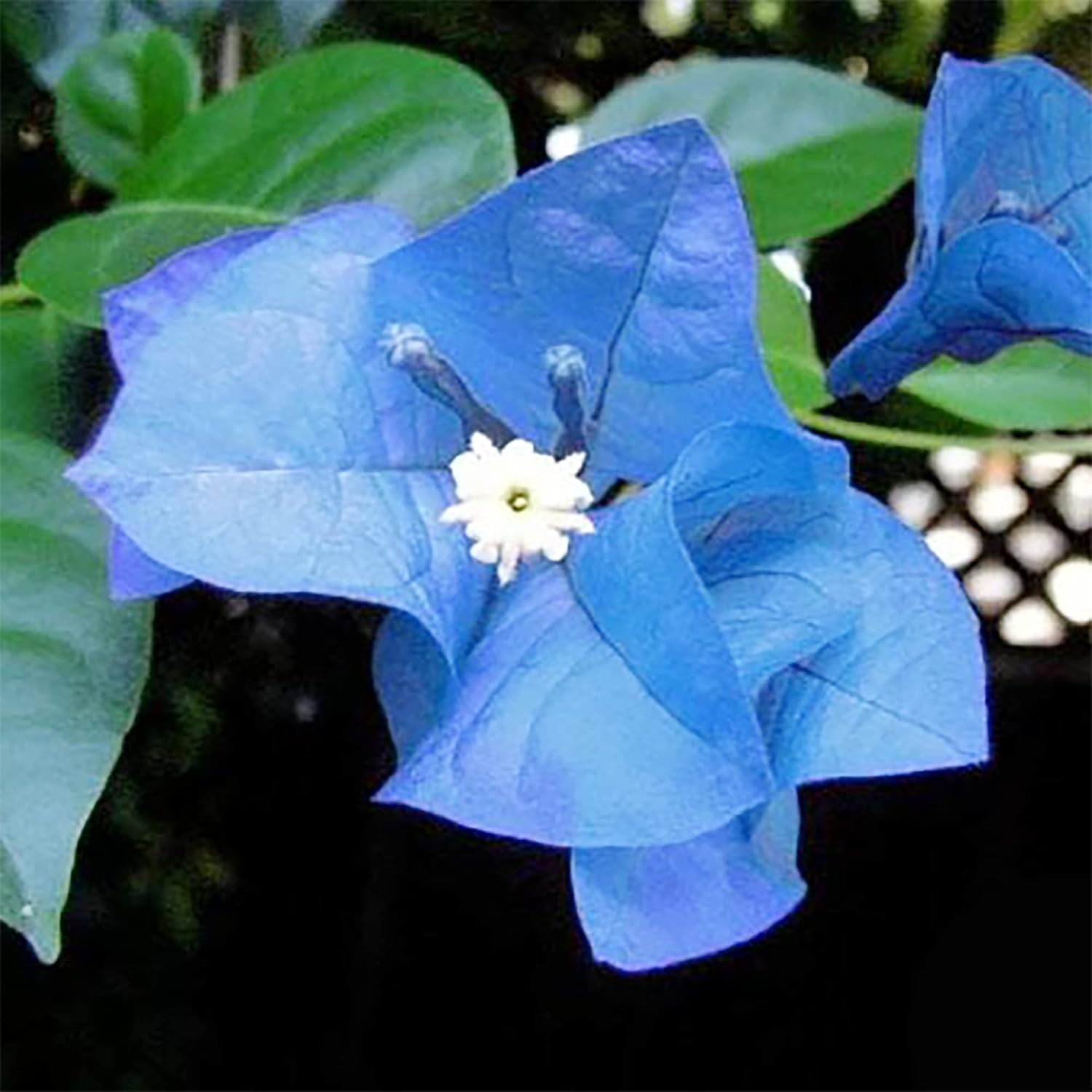 Multicolor Bougainvillea Seeds