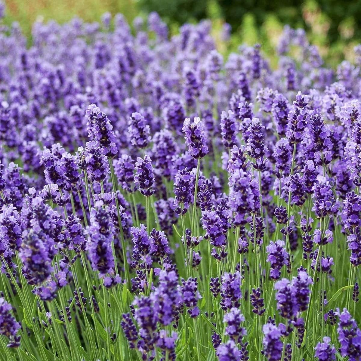 1000 Seeds Lavender Seeds