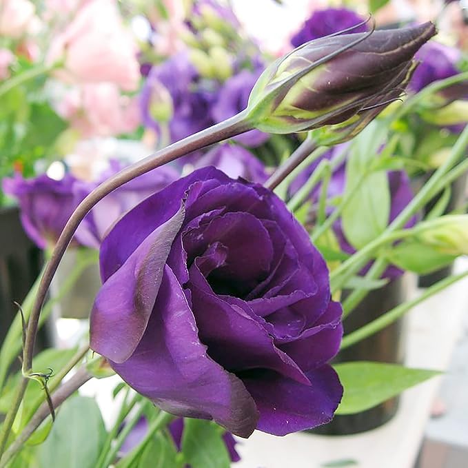 20 Seeds Mix Purple Lisianthus Flowers Seed