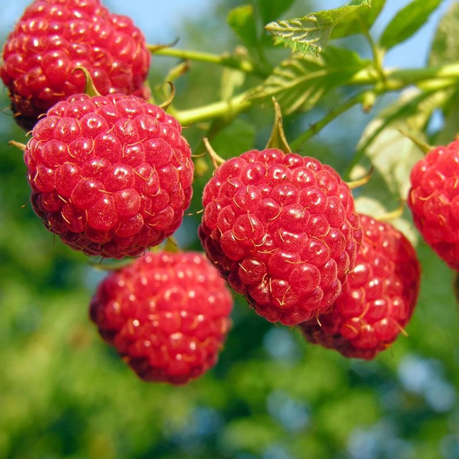 100 Red Raspberry (Rubus Idaeus)Non-GMO Seeds