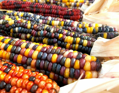 20 Seeds Rainbow Ornamental Corn GMO Free Seeds