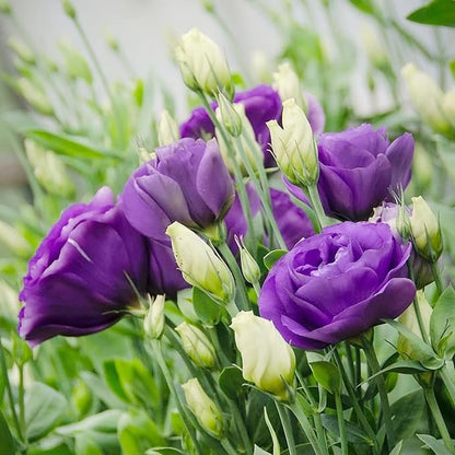 20 Seeds Mix Purple Lisianthus Flowers Seed