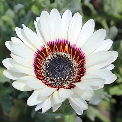 25 Seeds White Wedding Sunflower Seeds