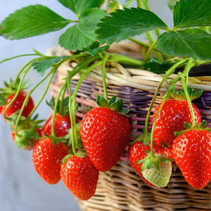 2000 Seeds Strawberry Non-GMO