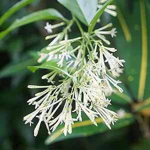 30 Seeds Night Blooming Jasmine Seeds