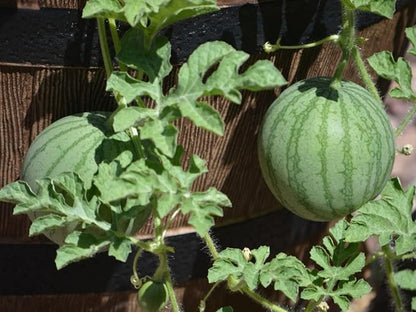 50 Seeds Baby Watermelon Non-GMO Seeds