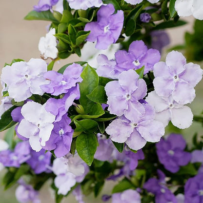 5 Seeds Brunfelsia Pauciflora Yesterday-Today-and Tomorrow Seeds