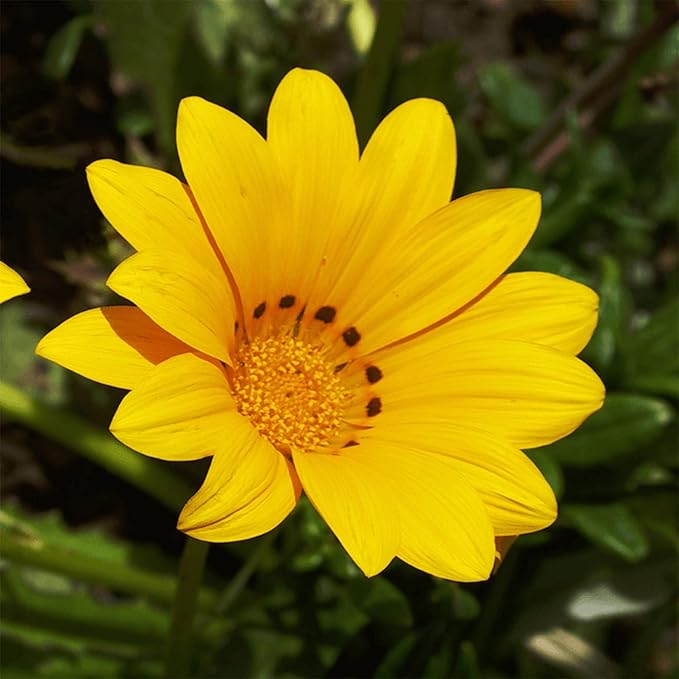 100 Seeds Yellow Gazania Treasure Flower African Daisy Seeds