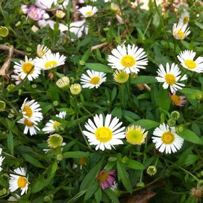 100 Seeds Erigeron 'Wayne Roderick', White Seaside Daisy Seeds